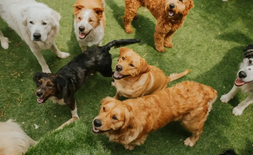 matilha de cães com cores diferentes na grama