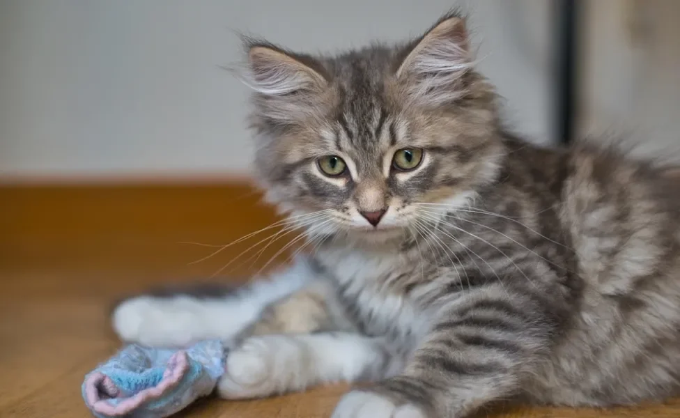 gato usando meia para gatos