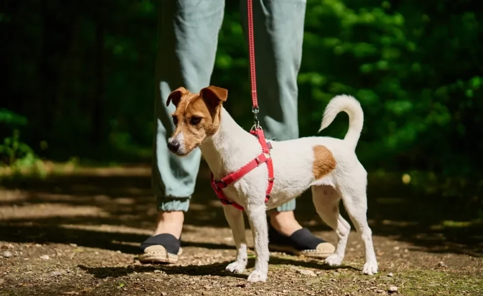 Cachorro pequeno com coleira peitoral vermelha
