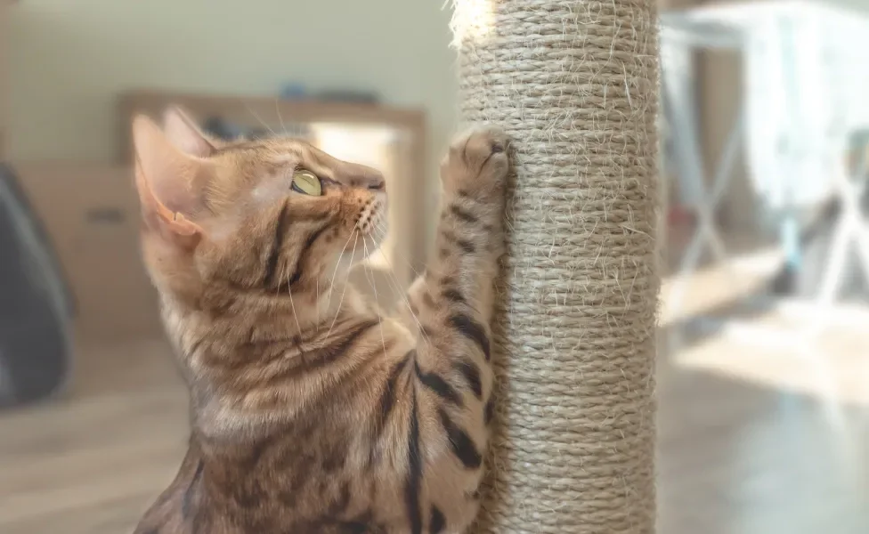 Gato arranhando a unha em arranhador de sisal