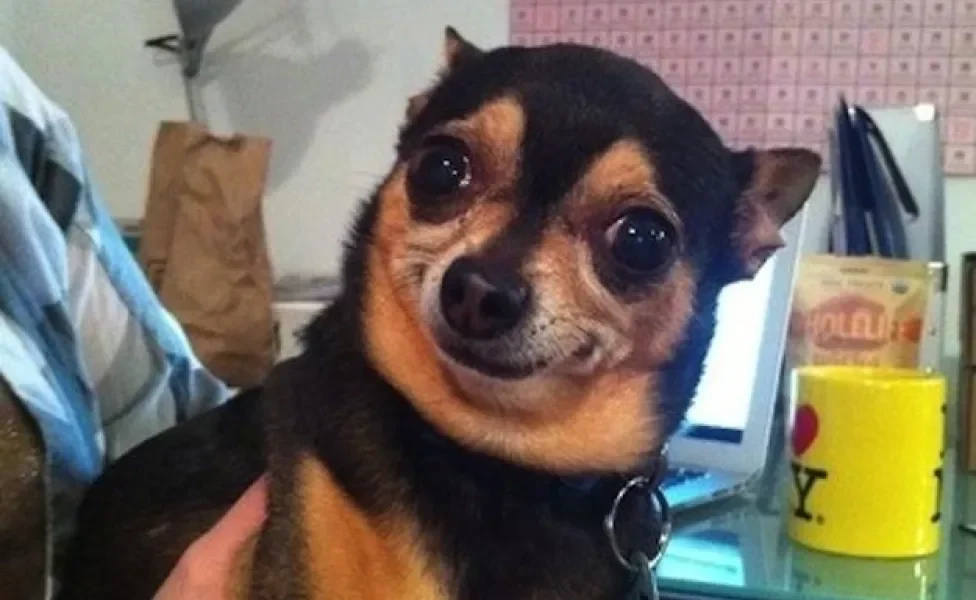 meme de cachorro engraçado: 'qual a necessidade disso'