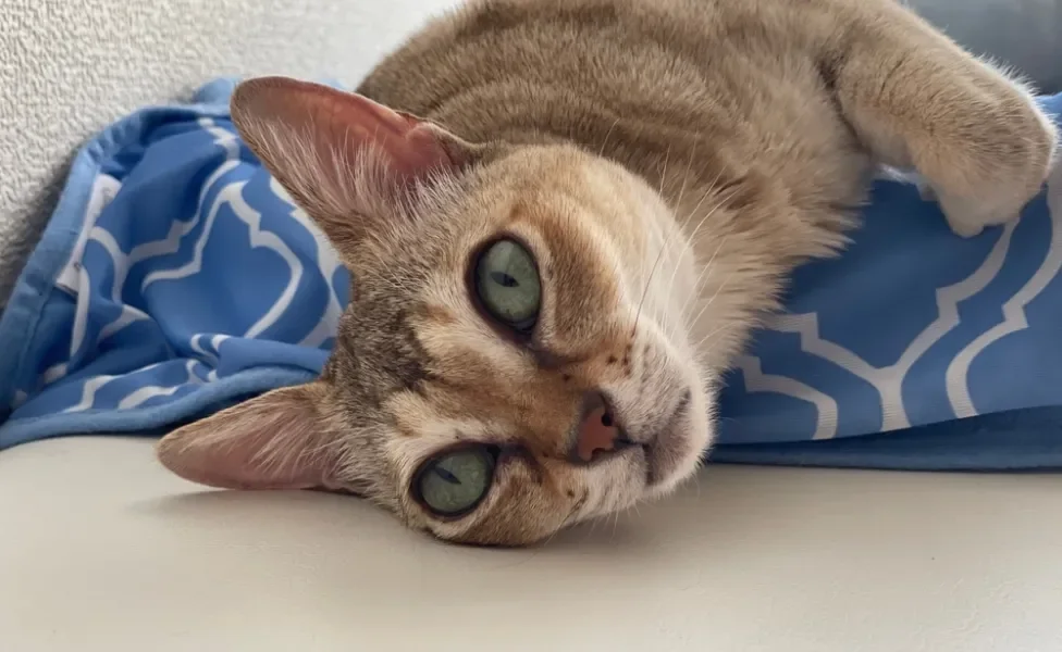 gato singapura deitado