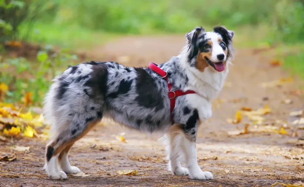 cachorro merle de pé ao ar livre