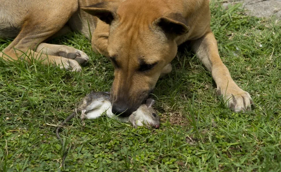 Cachorro mordendo rato na grama