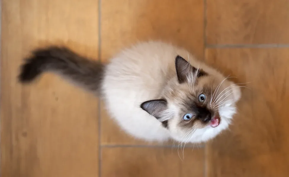Gato peludo visto de cima miando