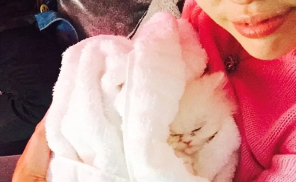 Miley Cyrus com gatinho no colo