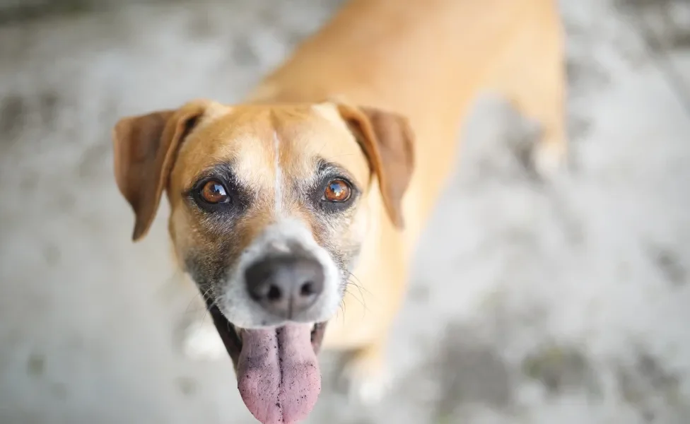 Cão Vira-lata caramelo com a boca aberta e a língua para fora