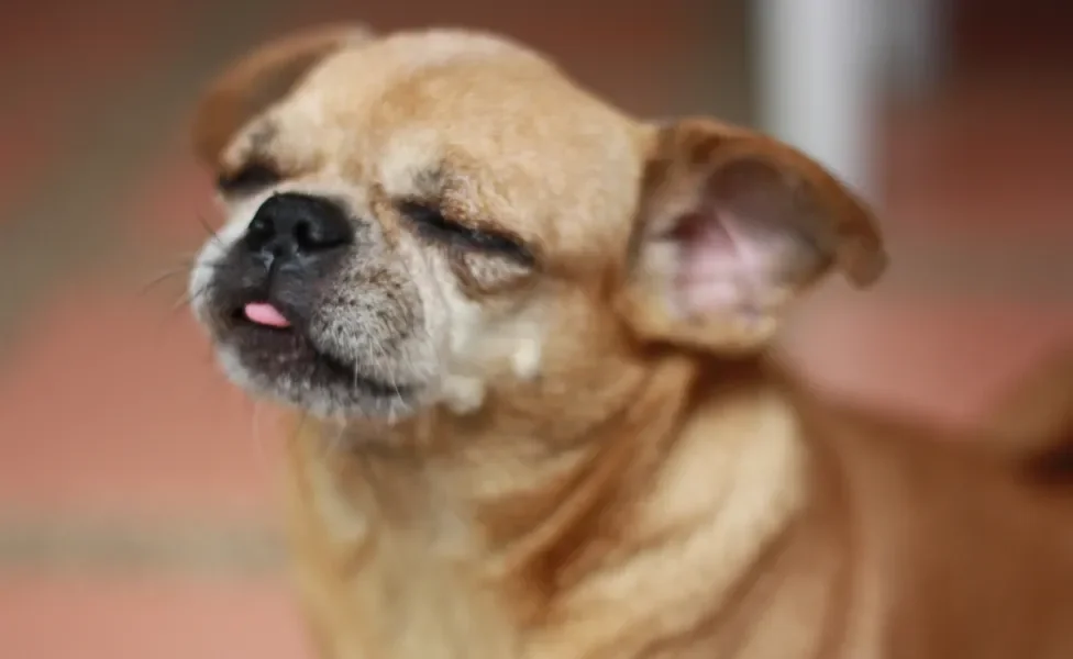 Cão Chug com os olhos fechados e língua para fora