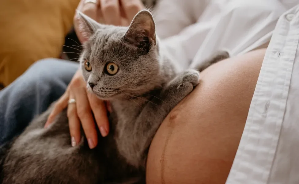 Gato cinza deitado sobre a barriga de mulher grávida à mostra