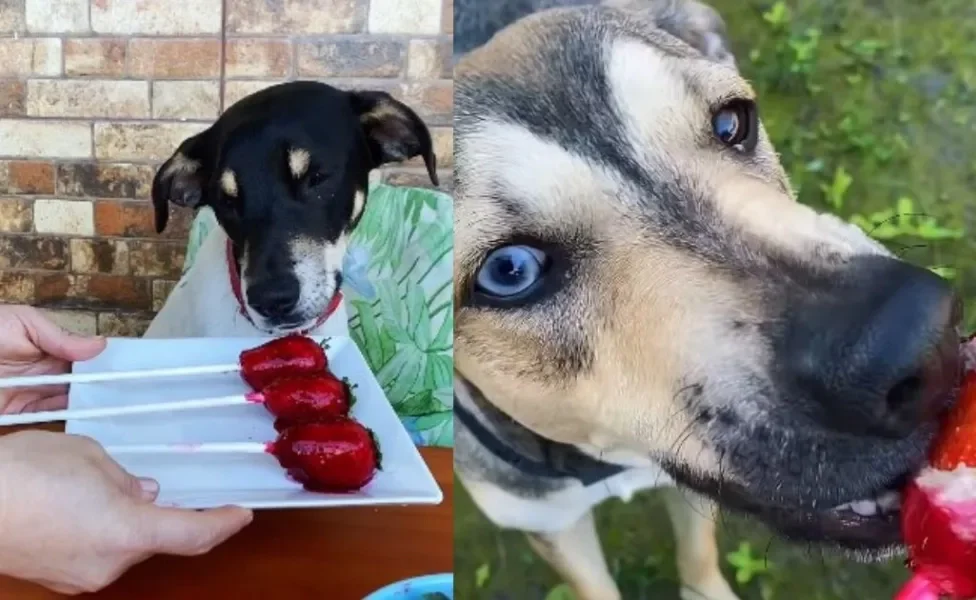 Cachorros comendo morango do amor