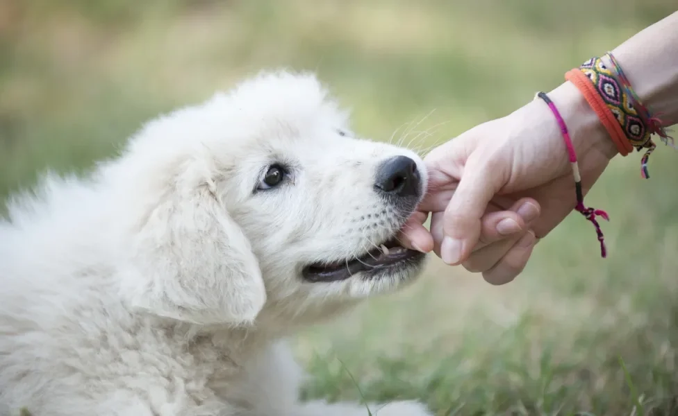 Cãozinho branco filhote modendo mão de pessoa 