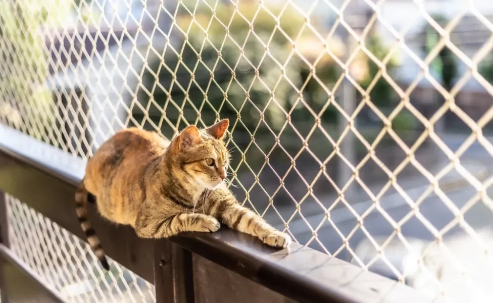 mudança com gatos: gato na janela com tela de proteção para gatos