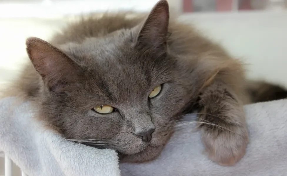 Gato deitado com cara de sono