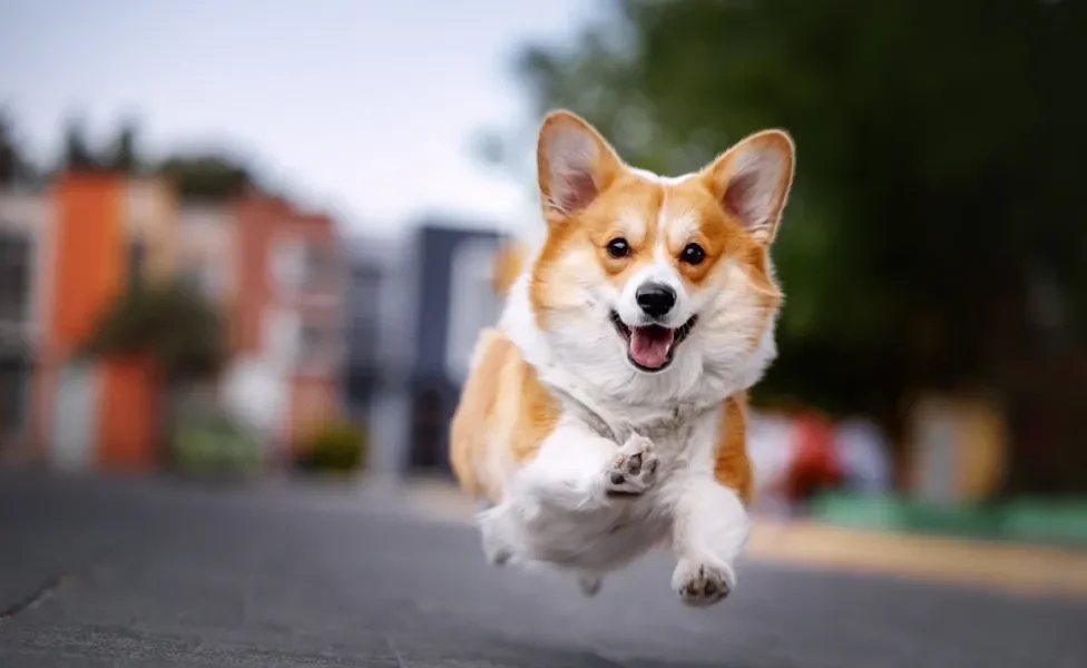 nomes de cachorro: cão corgi correndo