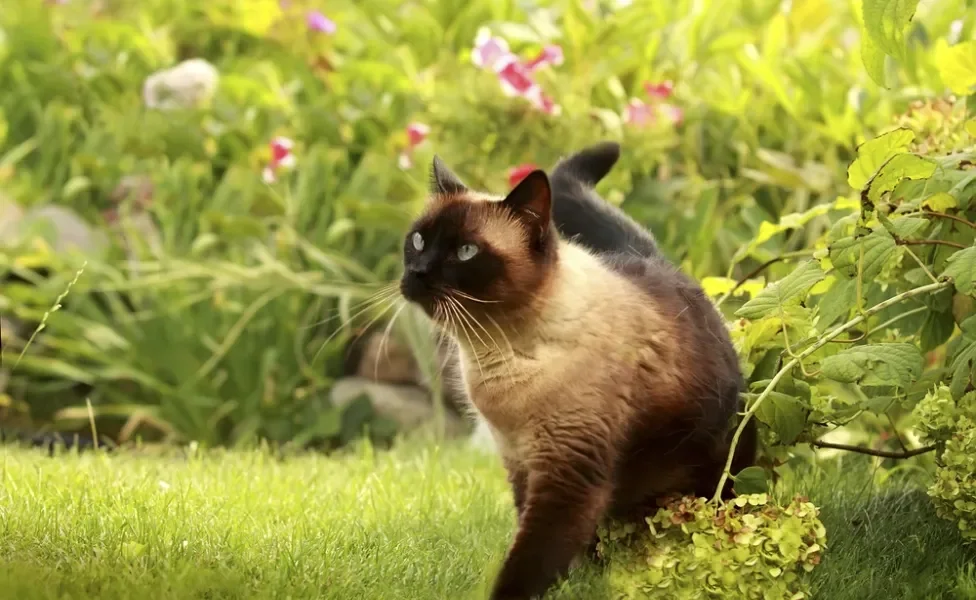 gato siamês andando no mato