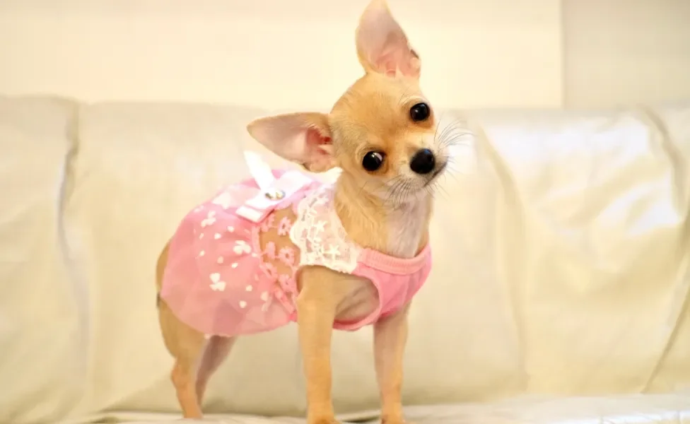Chihuahua fêmea com vestido rosa