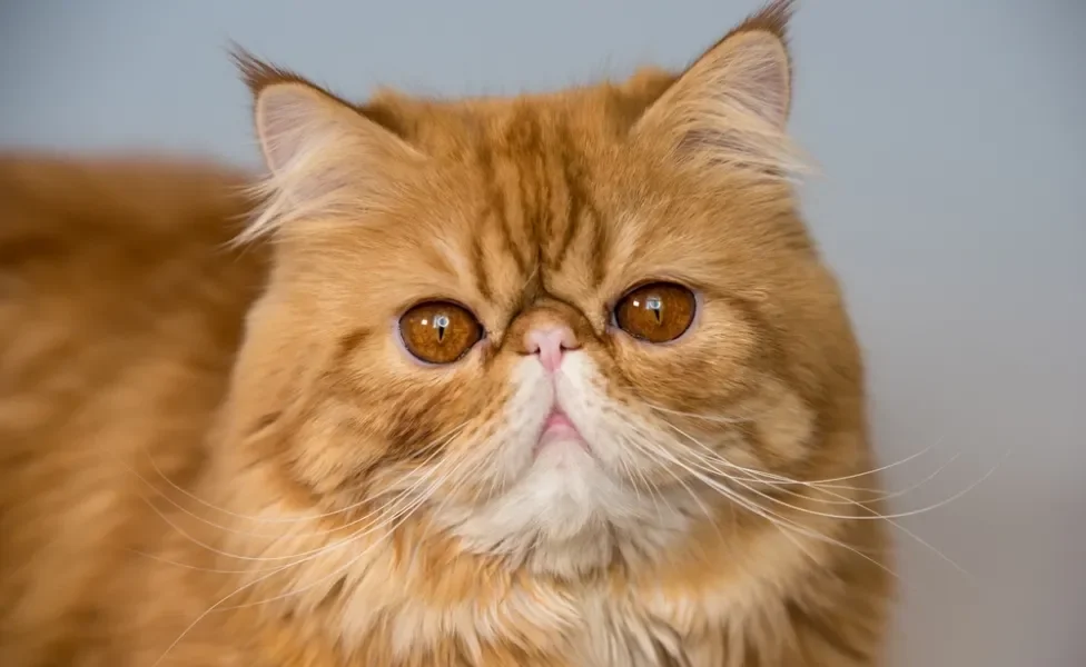 Gato Persa peludo nas cores laranja e branco olhando para frente