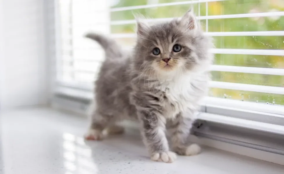 Filhote de gato Persa cinza e branco na janela