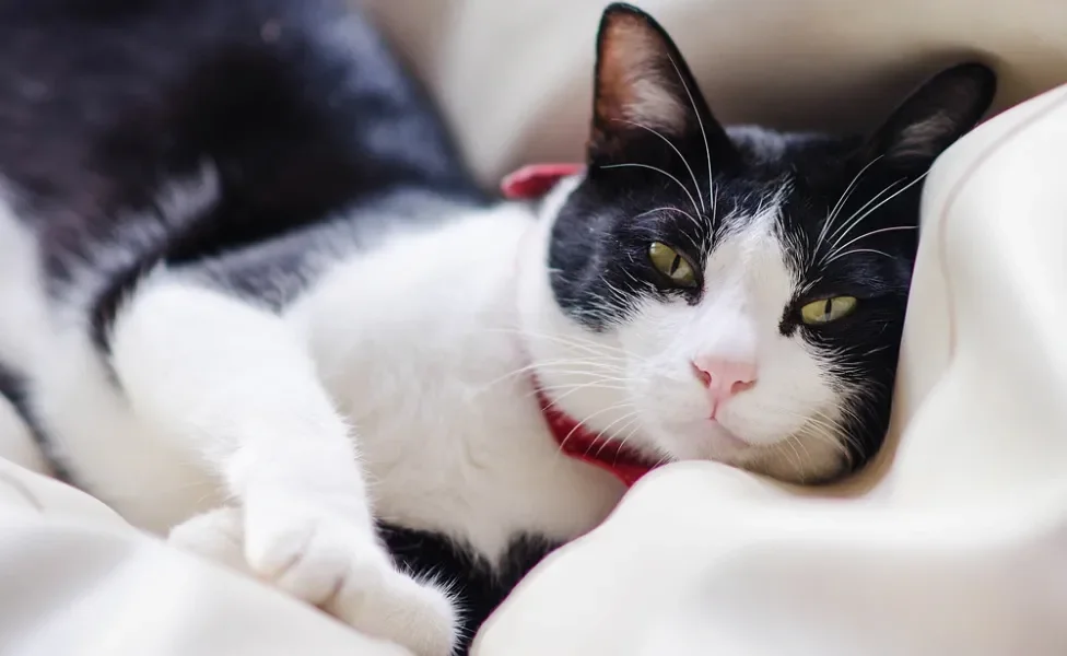 Nomes para gatos preto e branco: gato frajola deitado