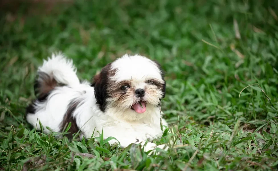 Cão Shih Tzu filhote deitado em gramado