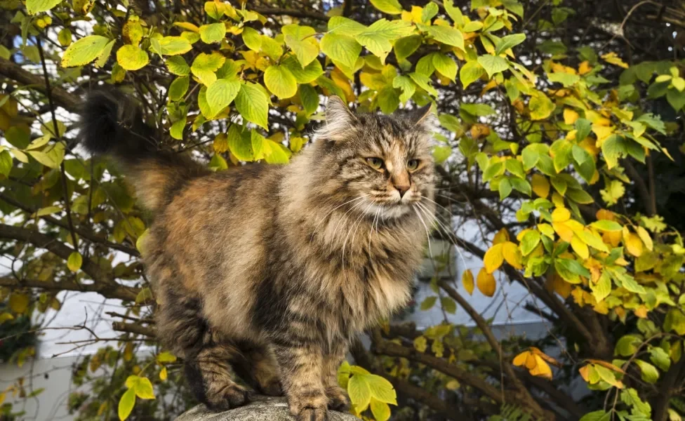 Norueguês da Floresta ao ar livre