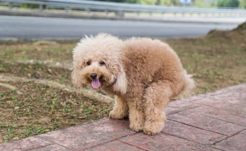Imagem de cães fazendo cocô