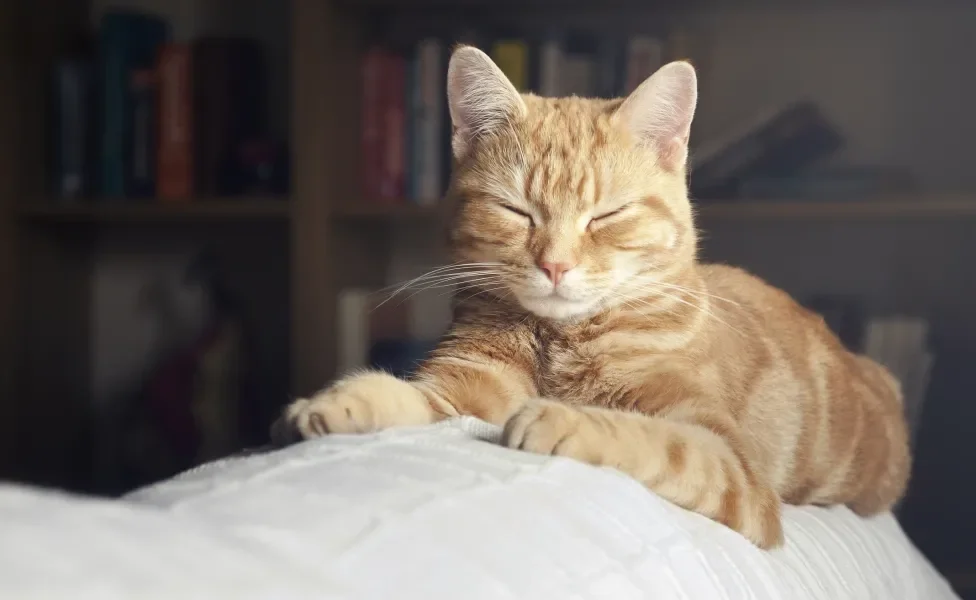 Gato laranja deitado em cima de sofá com os olhos fechados
