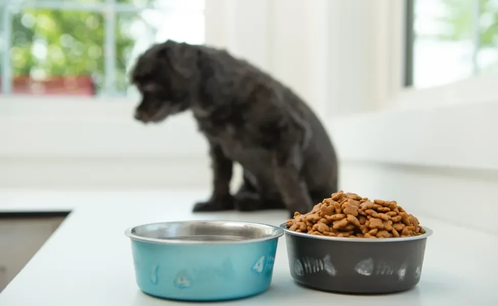 Cachorro preto ao fundo, longe de potes de comida e água cheios