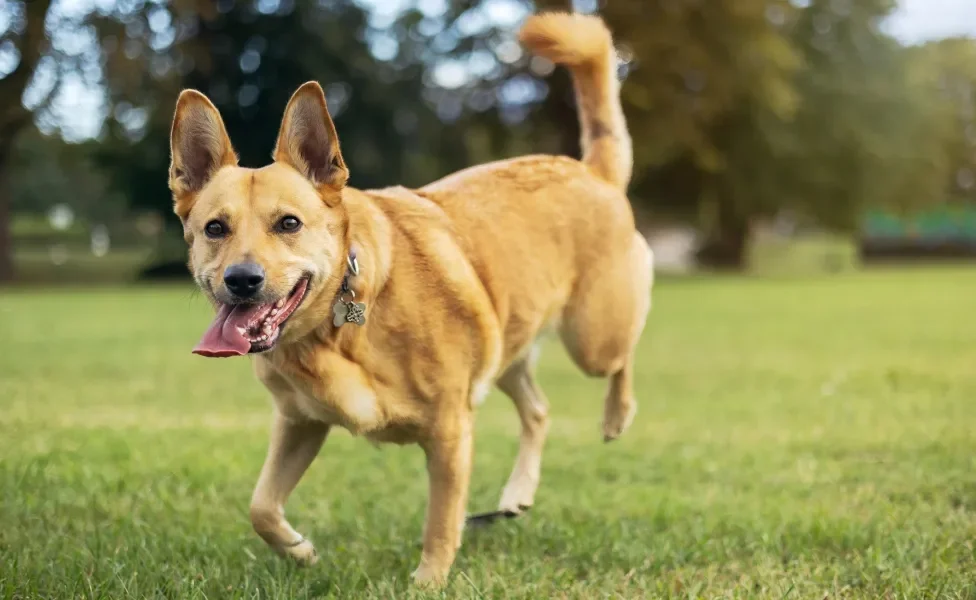Cachorro vira-lata caramelo correndo em ambiente externo
