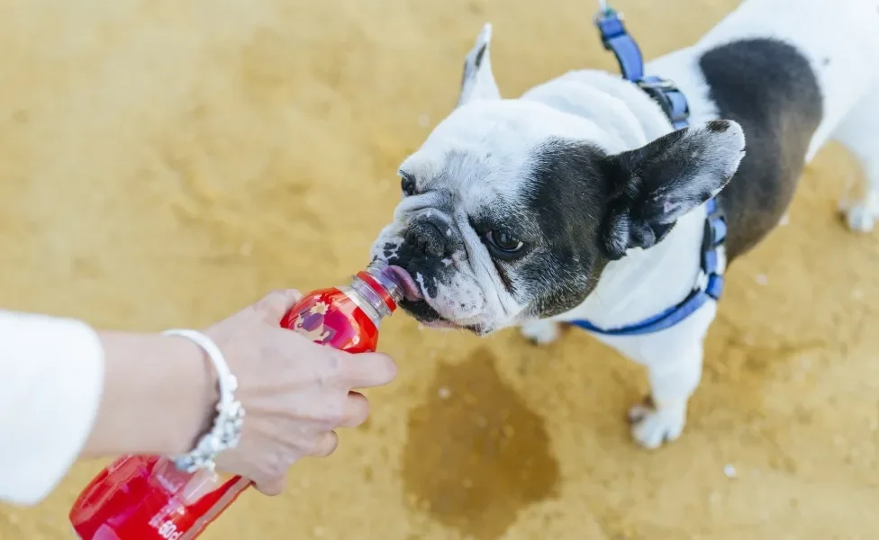 Tutora dando água na boca de Bulldog Francês
