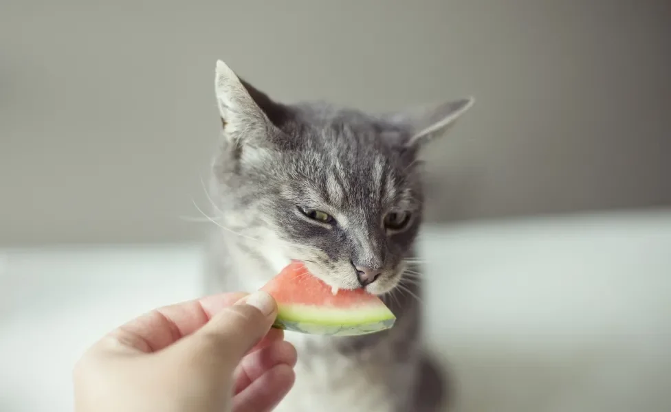 Gato cinza mordendo um pedaço de melancia