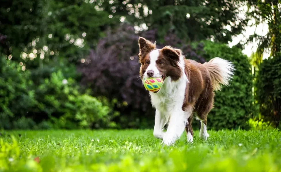 Border Collie marrom com bolinha na boca em ambiente externo