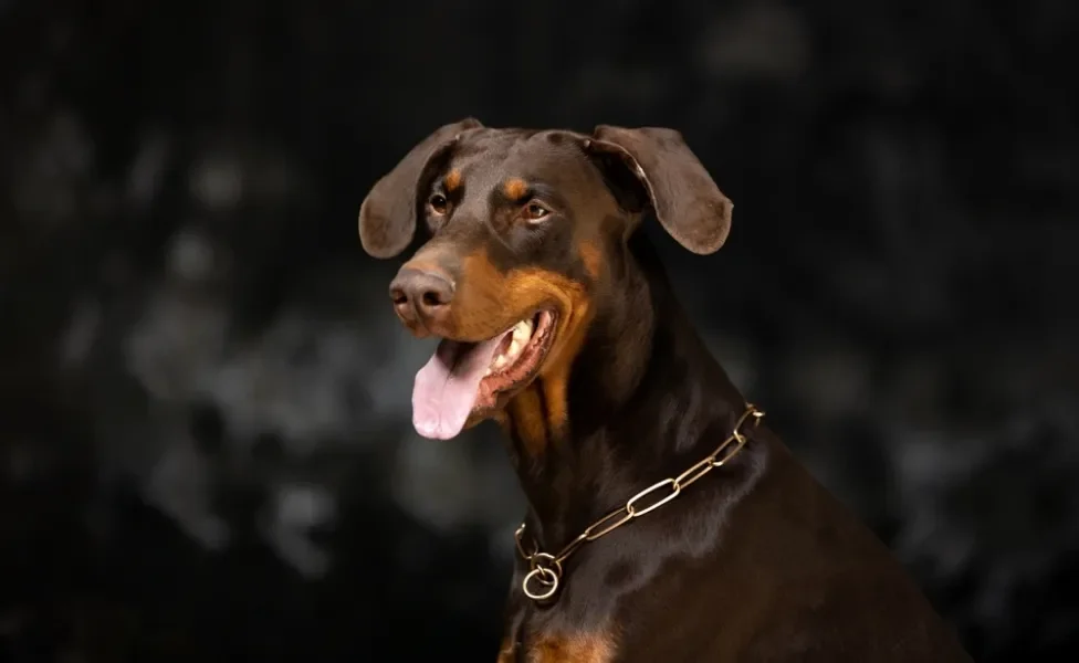 Doberman marrom