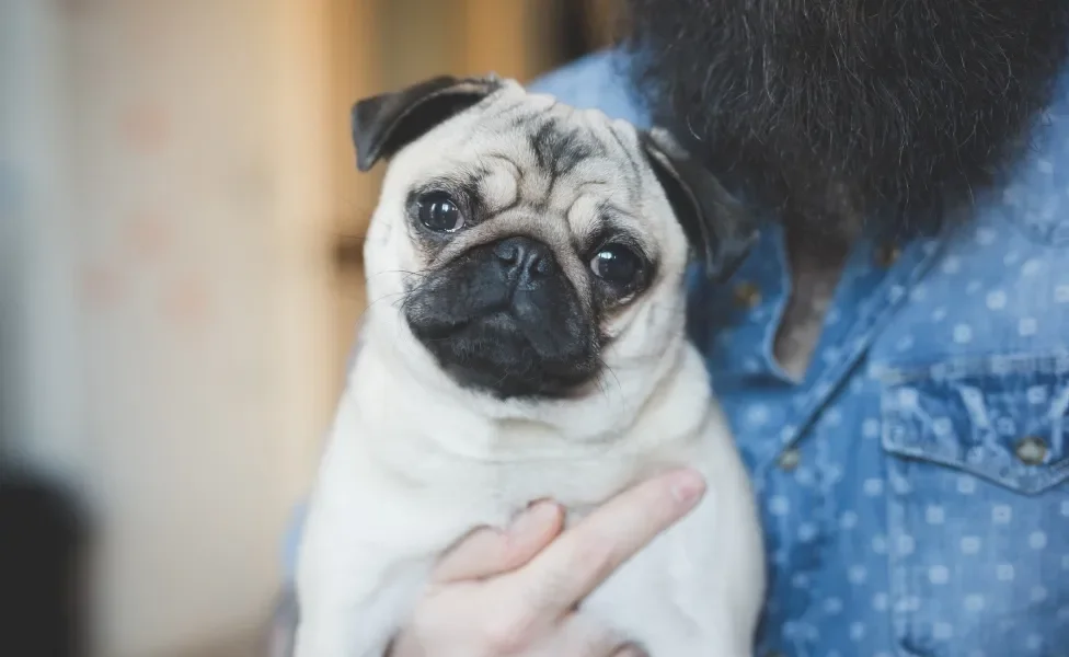 Cachorr Pug no colo de tutor