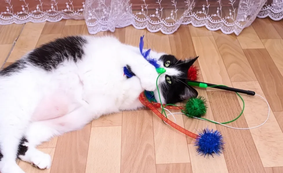 Gato obeso brincando no chão