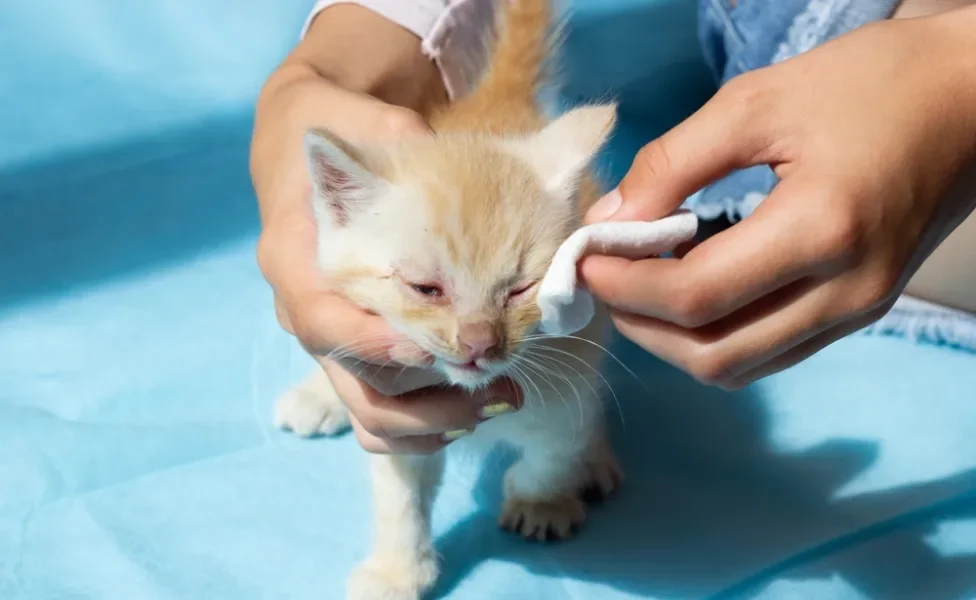Pessoa limpando o olho de um gato filhote em fundo azul