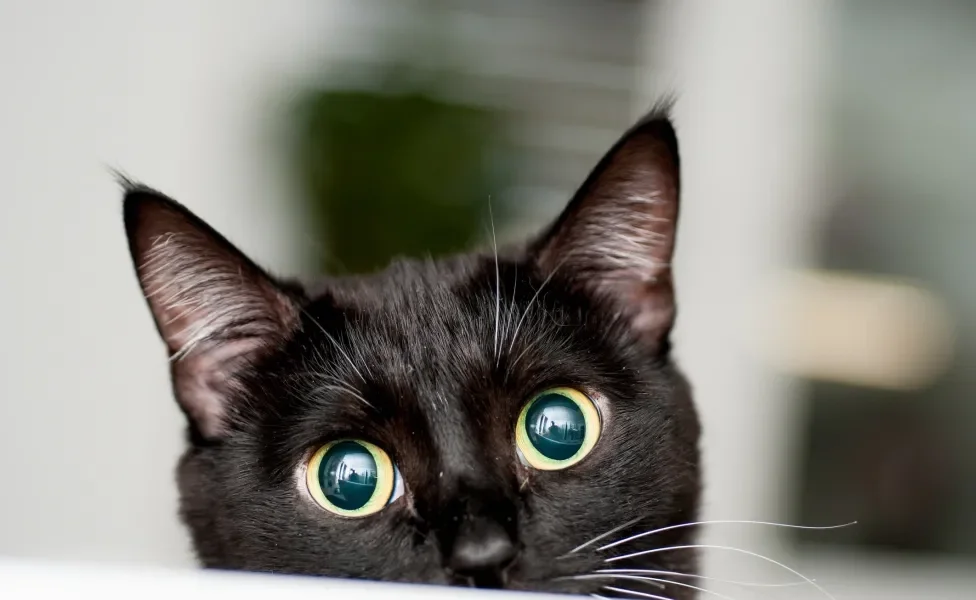 Gato preto com pupilas dilatadas em close