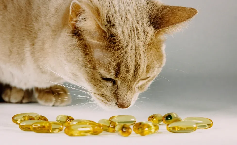Gato cheirando cápsulas de ômega 3