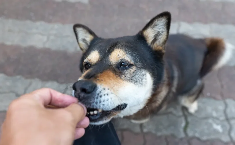 pessoa dando orelha de porco para cachorro