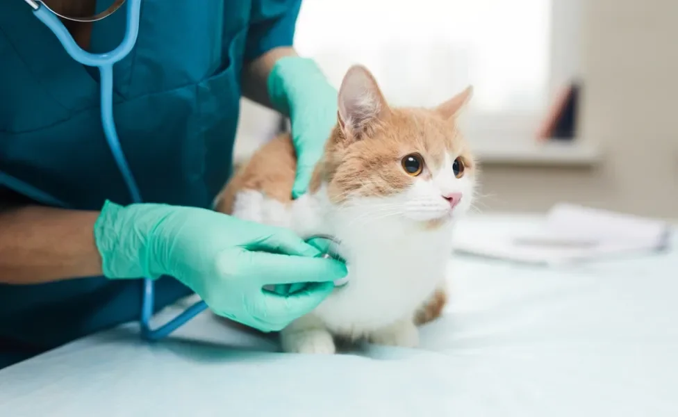 ossos de gato: gato sendo examinado no veterinário