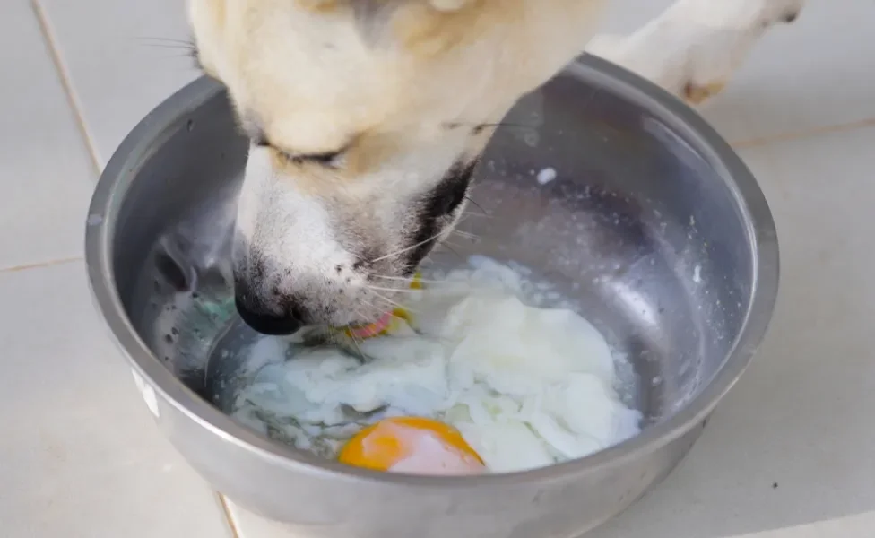 Cachorro comendo ovo em pote metálico