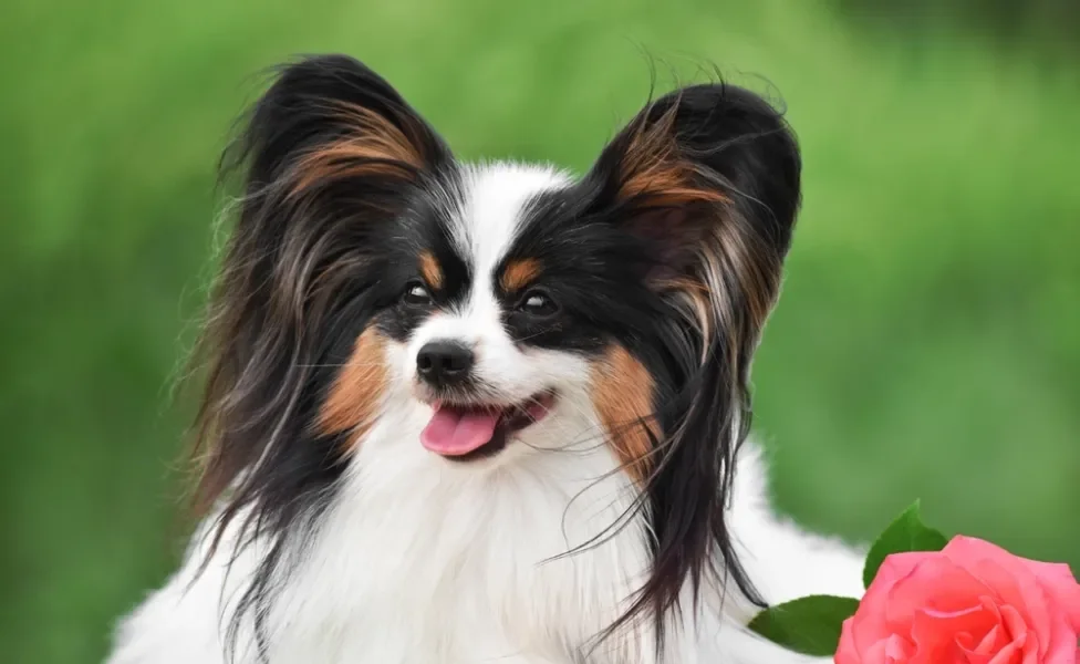 Cachorro da raça Papillon