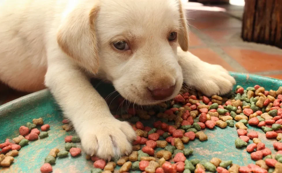 Filhote de cachorro com grãos de ração espalhados na frente