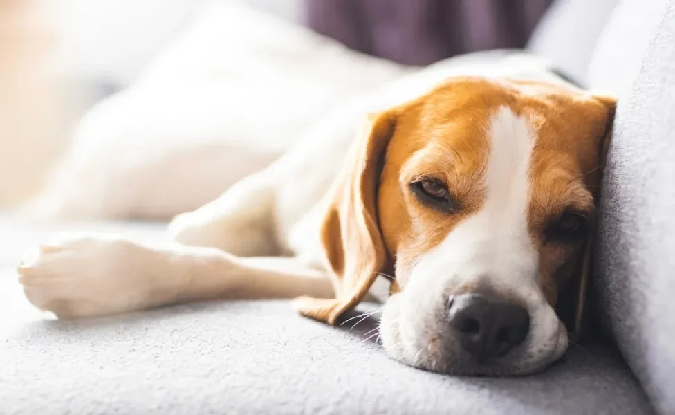 cachorro beagle cabisbaixo deitado no sofá