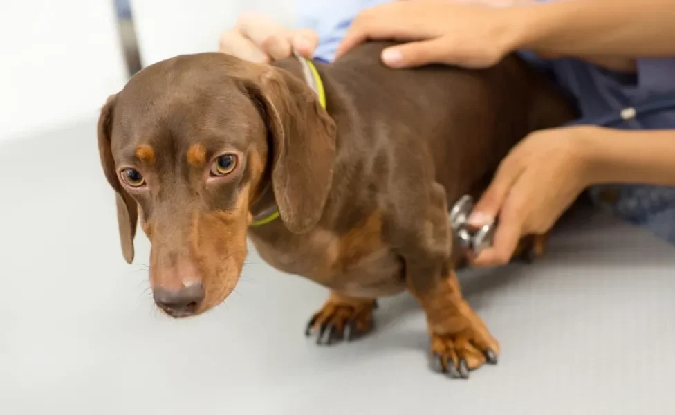 Cachorro Dachshund marrom sendo examinado por veterinário