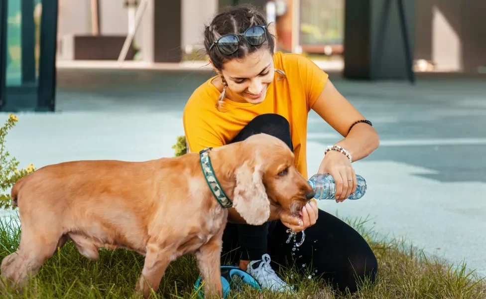 Tutora dando água de garrafa para seu cachorro beber durante passeio na rua