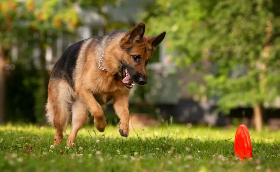 cachorro pastor alemão brincando