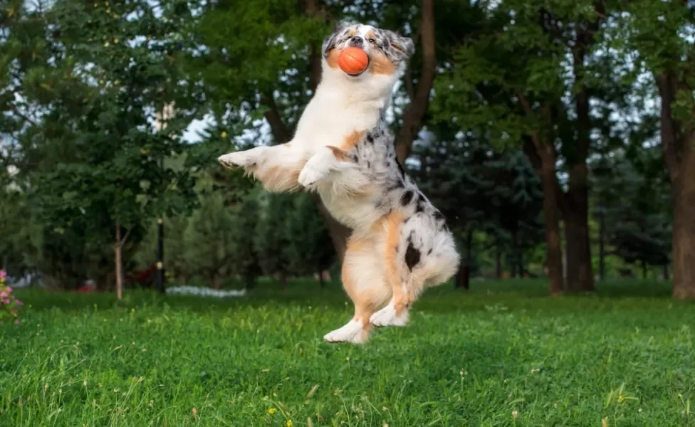 cachorro pastor australiano brincando com bolinha para cachorro