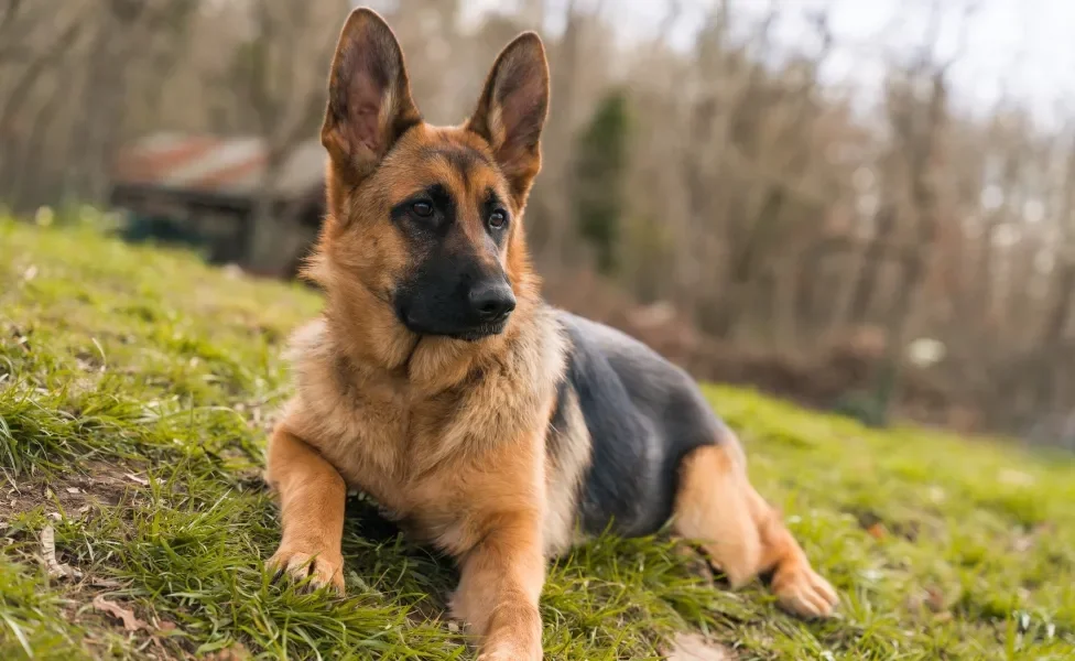 Cachorro da raça Pastor Alemão deitado na grama