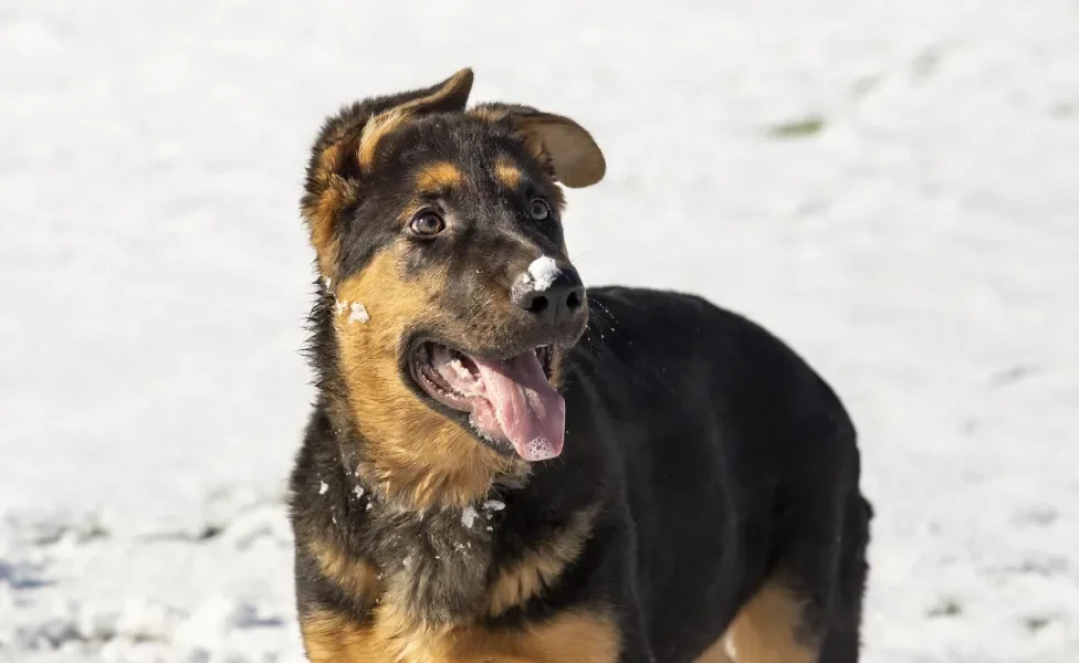Cão Pastor Alemão na neve